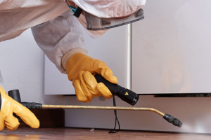 Messie Schädlingsbekämpfung Homburg